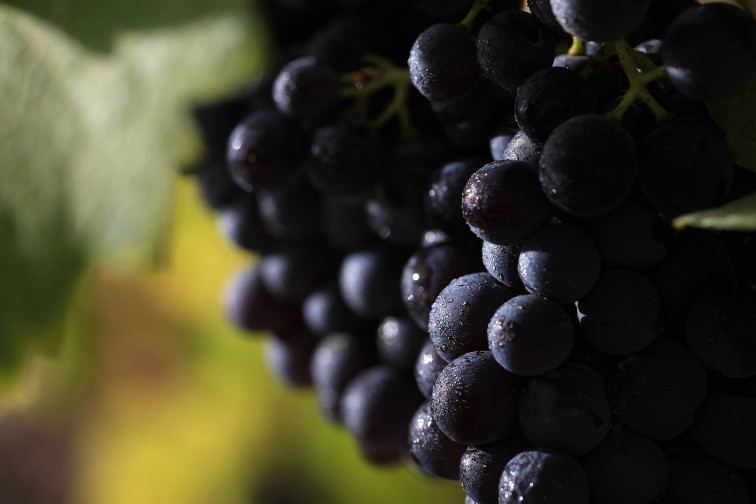 Vinyes Domènech convierte la Garnacha en protagonista del ecosistema mediterráneo en el #GrenacheDay2025