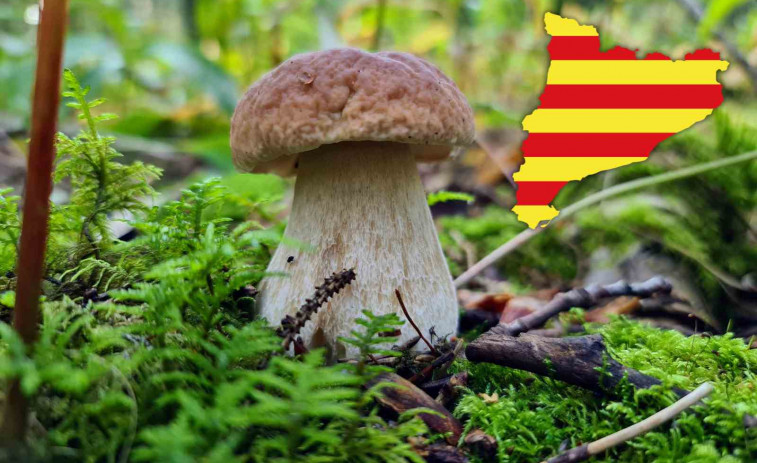 Temporada de setas 2025: los bosques del Pirineo se llenan antes de tiempo y prometen cestas llenas