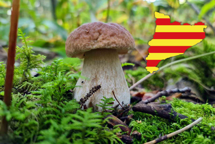 Temporada de setas 2025: los bosques del Pirineo se llenan antes de tiempo y prometen cestas llenas