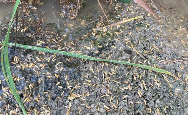 Alertas de daños en el 90% de la cosecha de arroz del Delta de l'Ebre por las lluvias