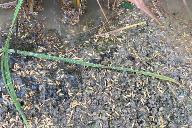 Alertas de daños en el 90% de la cosecha de arroz del Delta de l'Ebre por las lluvias