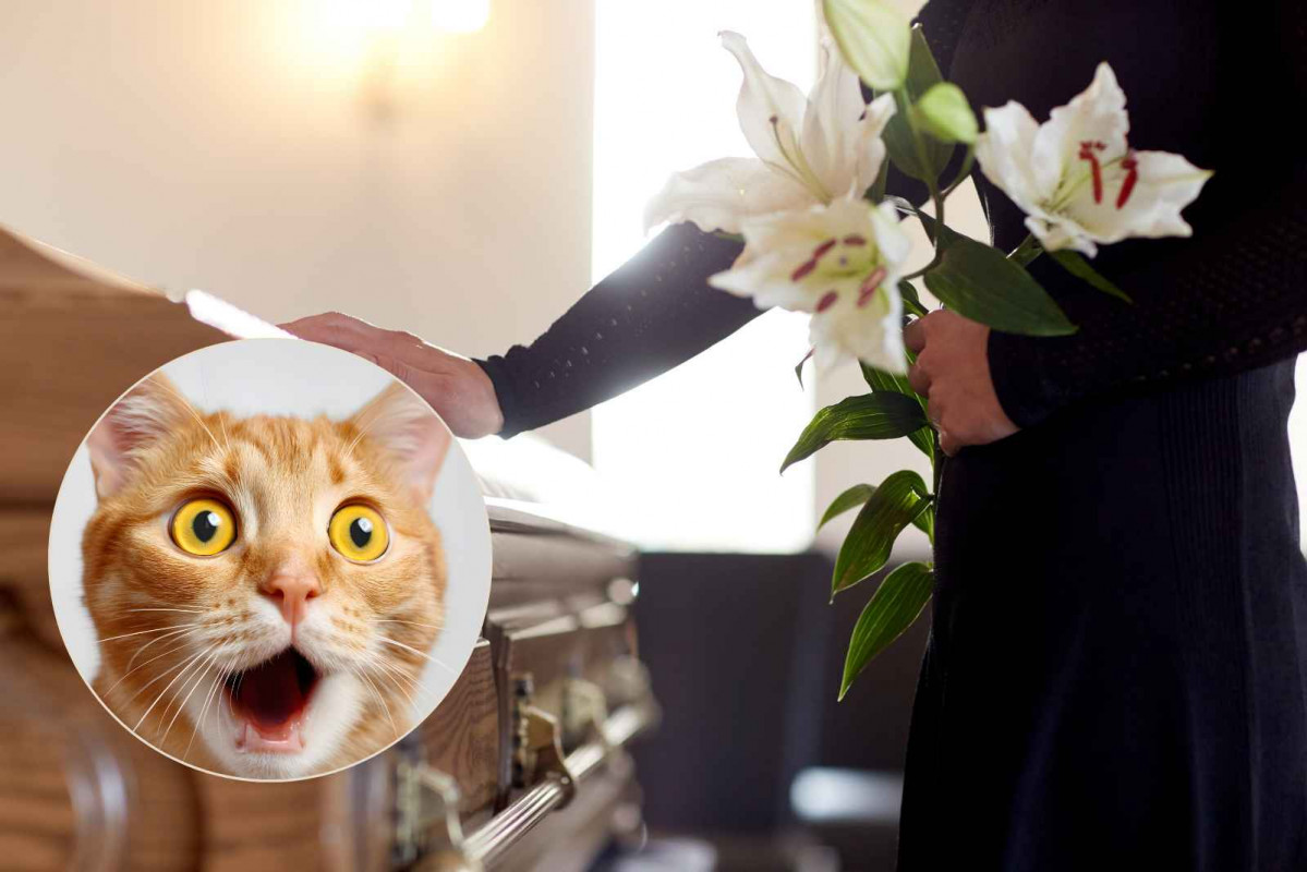 Muerte, sorpresa   CANVA