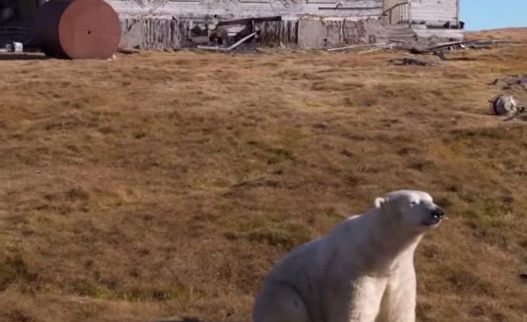 VIDEO |  Osos polares 