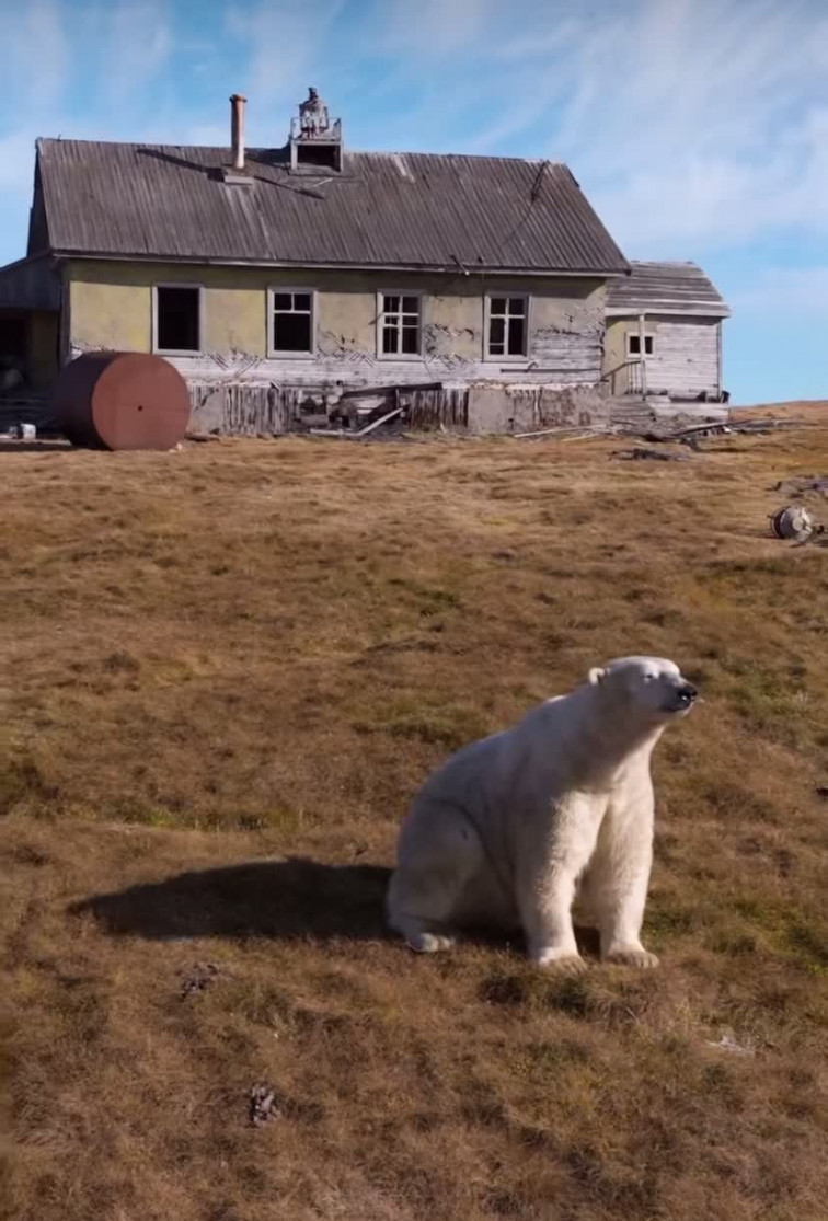 VIDEO |  Osos polares 