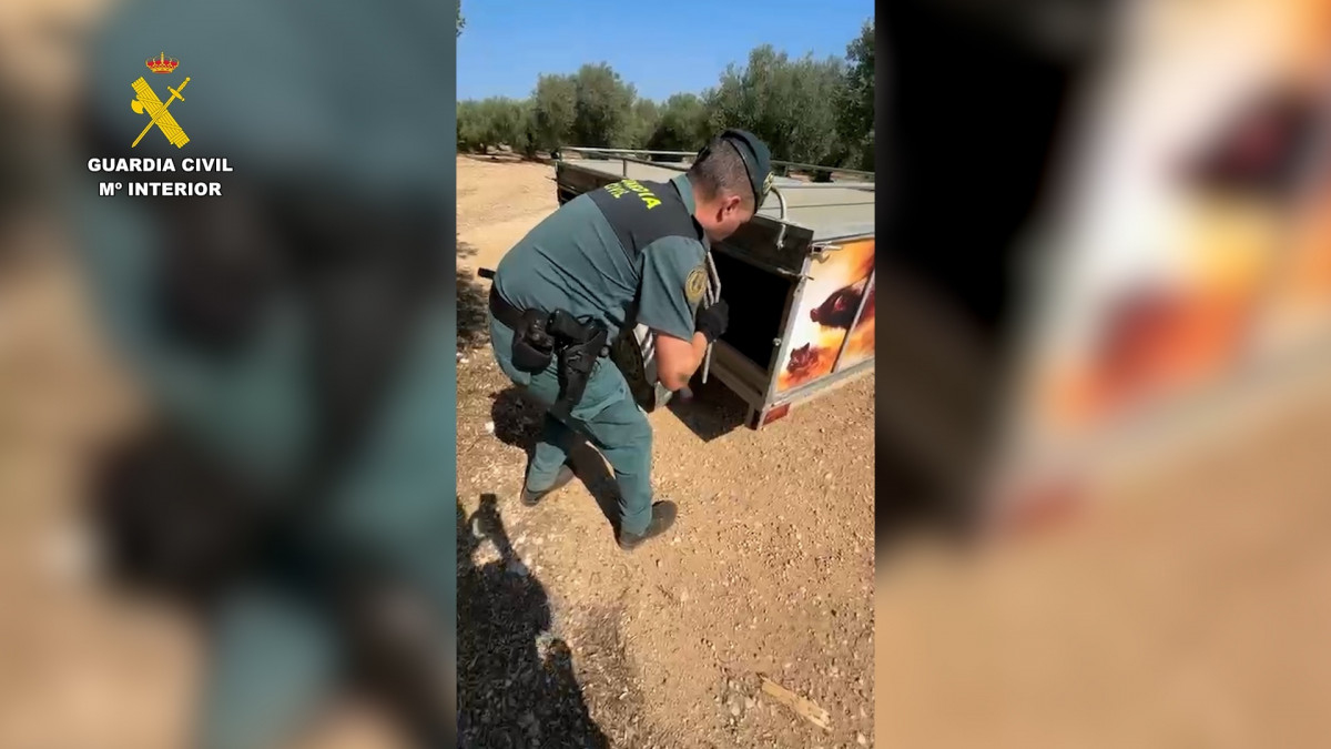 EuropaPress 6990962 agente seprona finca donde encontraron perros muertos