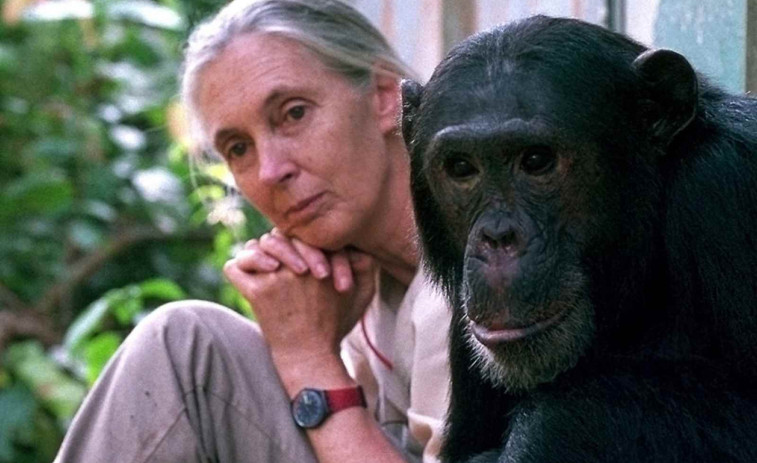 Muere Jane Goodall a los 91 años: la experta en chimpancés que cambió la ciencia para siempre