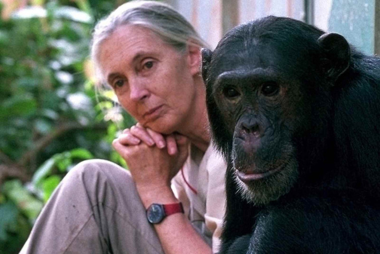 Muere Jane Goodall a los 91 años: la experta en chimpancés que cambió la ciencia para siempre