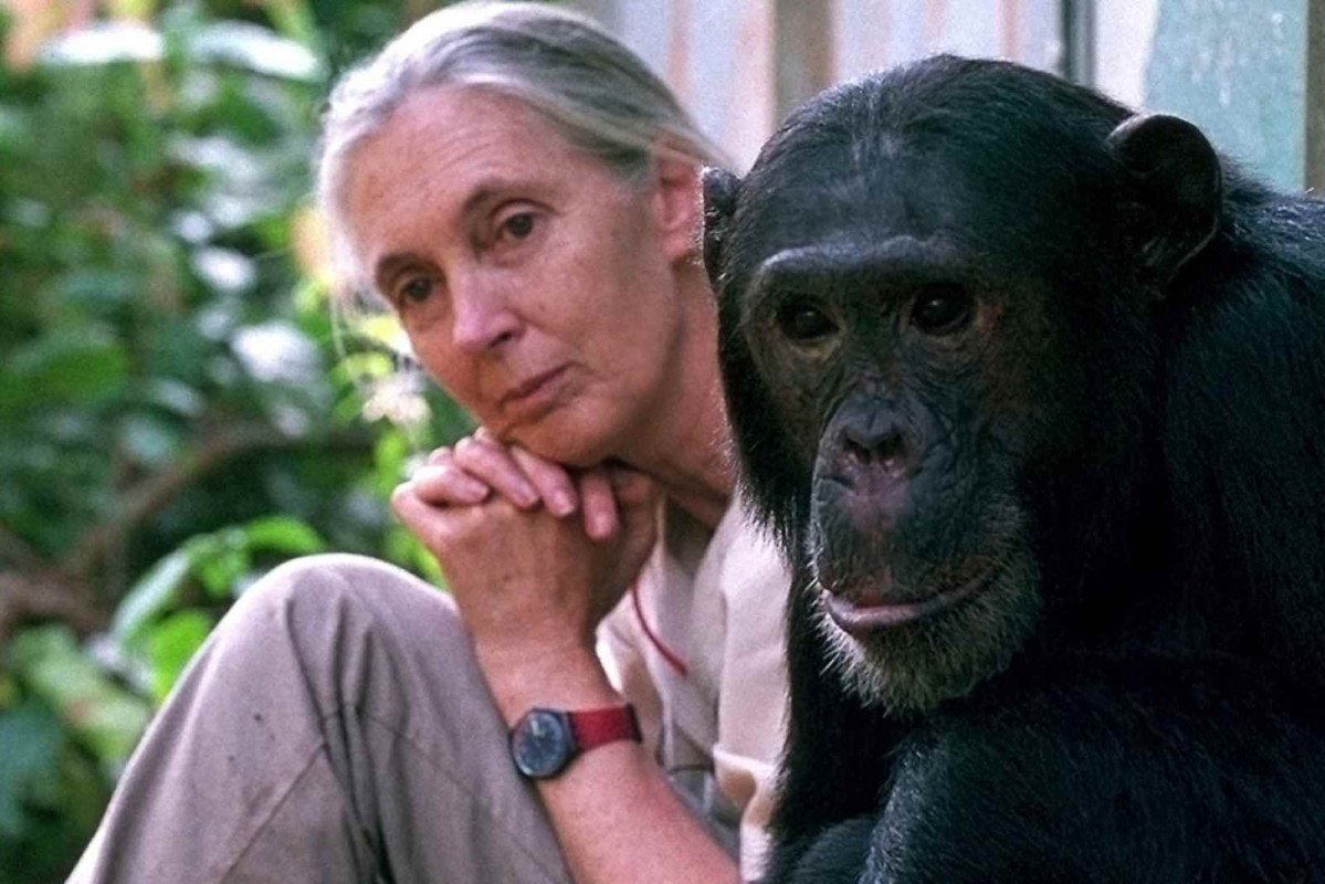 Jane Godall con un chimpancé   National History Museum of Utah