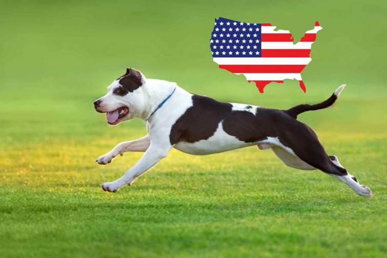 Un pitbull ataca a su dueño para proteger a una joven de 15 años y el agresor lo lanza por el balcón