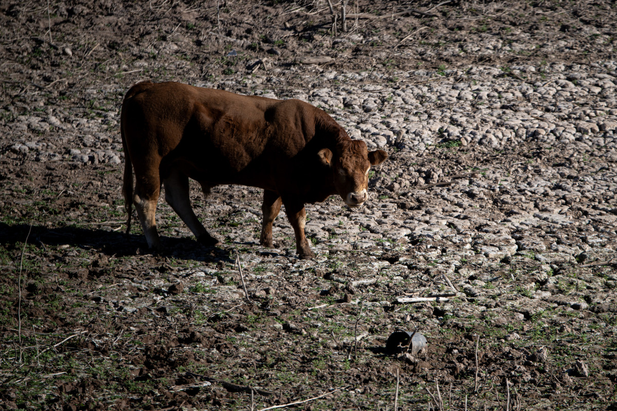 Archivo - Una vaca en el pantano de Sau, a 20 de noviembre de 2023, en Vilanova de Sau, Barcelona, Catalunya (España)