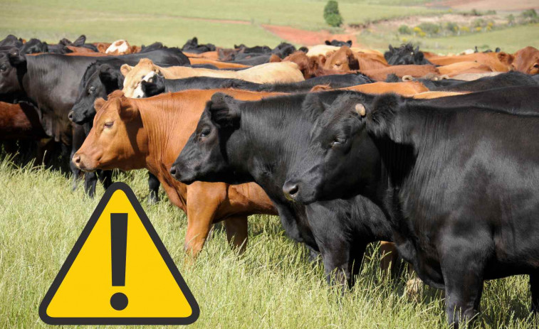 ALERTA GANADERA en Girona: segundo caso de Dermatosis Nodular y la Generalitat activará la vacunación masiva en  50 kilómetros
