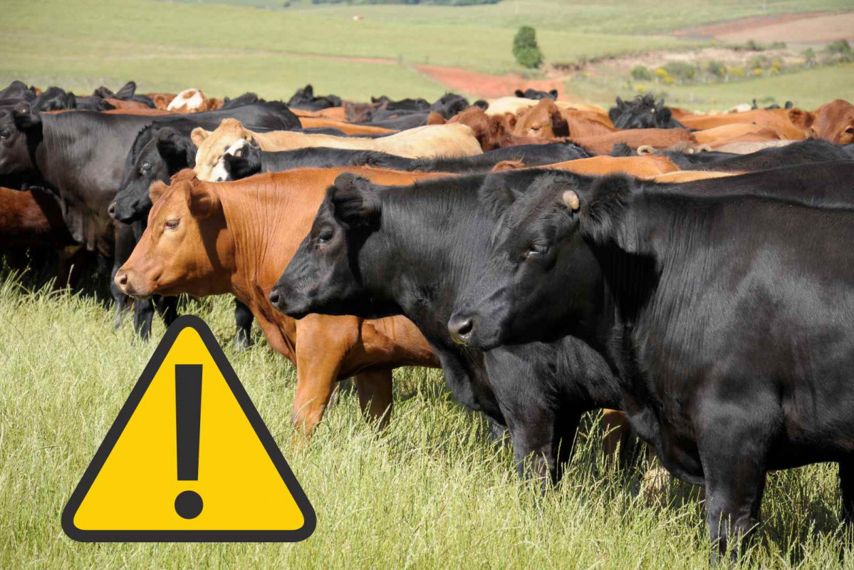 Vacas, alerta