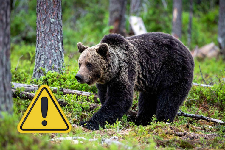 Un oso ataca a un turista español en Japón: el susto en un pueblo Patrimonio de la Humanidad