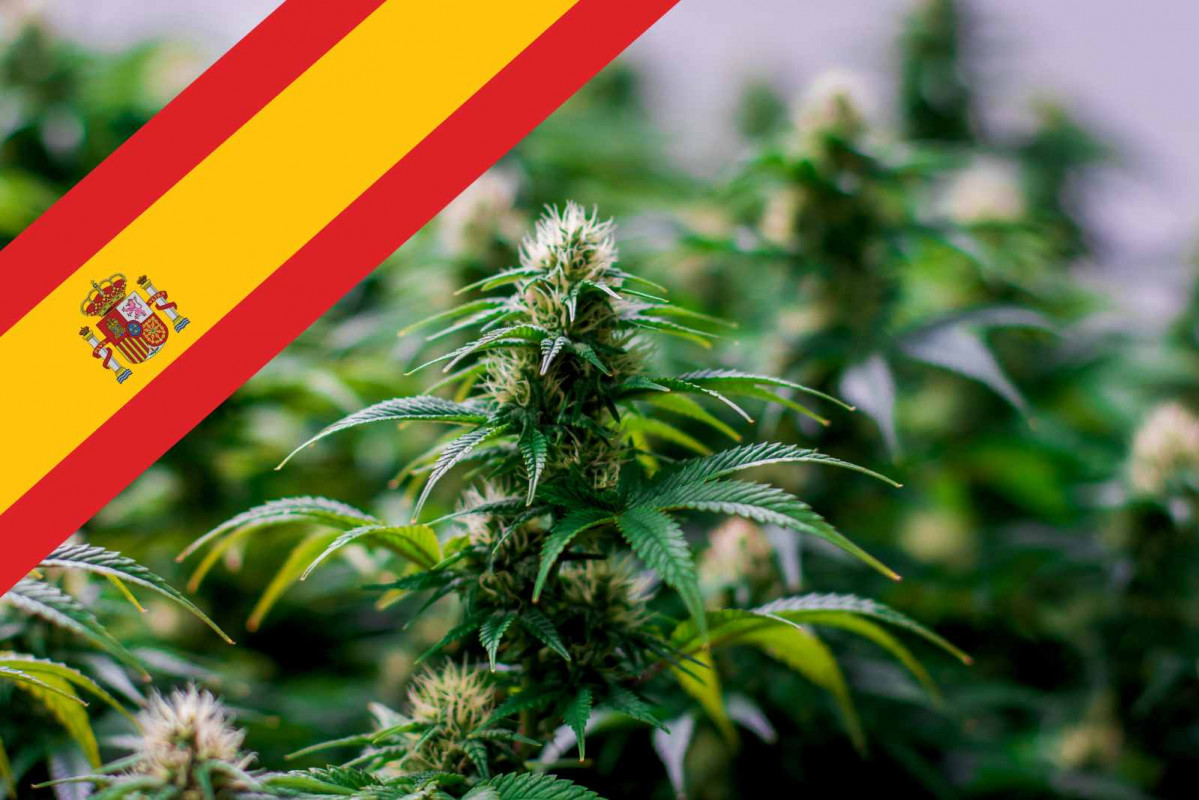 Cannabis, España