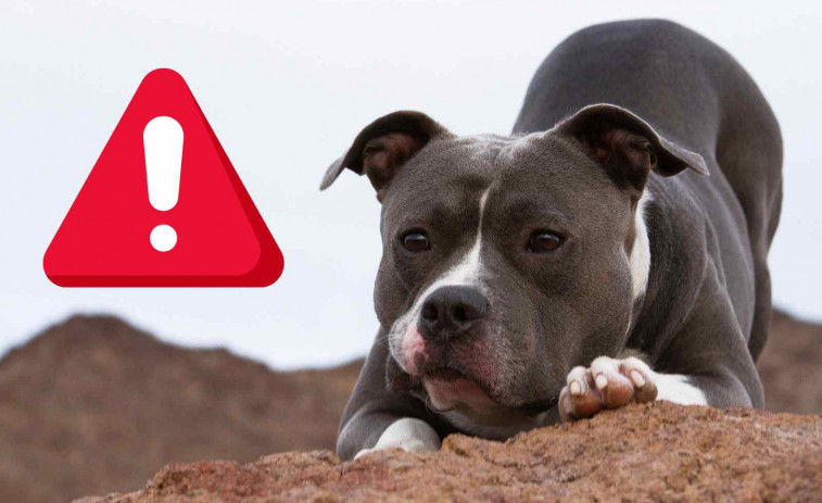 Investigan la muerte de una perra pitbull en Sils: la pusieron en un transportín y la lanzaron a un estanque