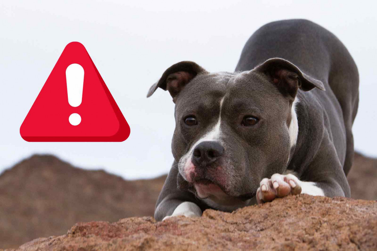 Un perro pitbull, recurso   CANVA