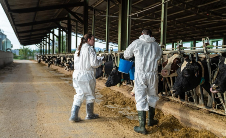 Alerta en Girona: detectan dos nuevos casos de dermatitis nodular contagiosa en el Alt Empordà