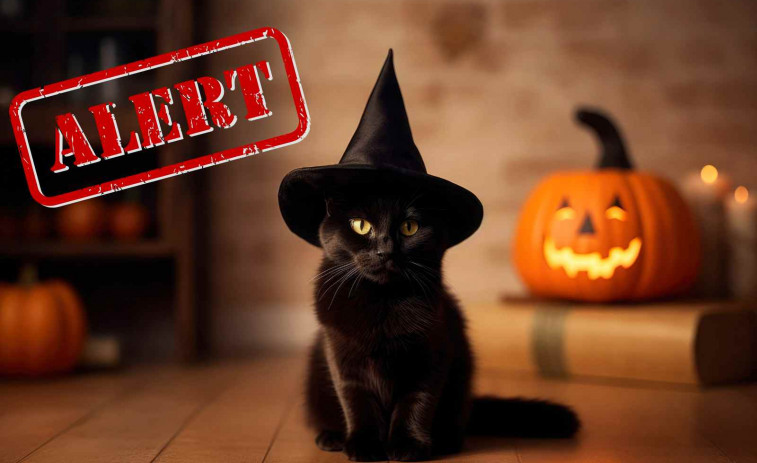 Terrassa prohíbe la adopción de gatos negros por Halloween para evitar que los usen en rituales