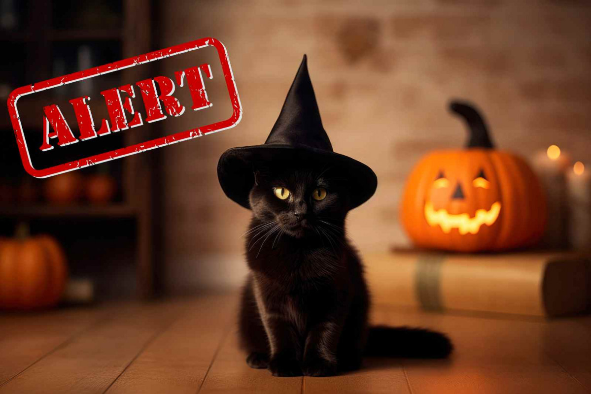Gato, halloween, alerta