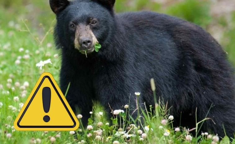 Un oso mata brutalmente a un exárbitro de lucha libre mientras paseaba por el bosque