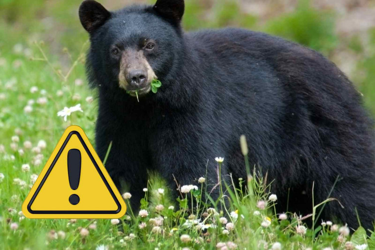 Un oso mata brutalmente a un exárbitro de lucha libre mientras paseaba por el bosque