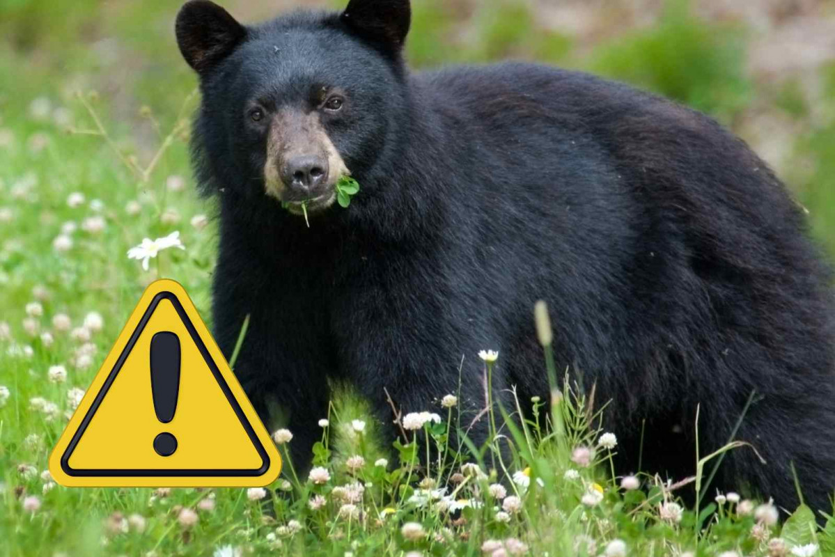 Oso negro asiático (1)