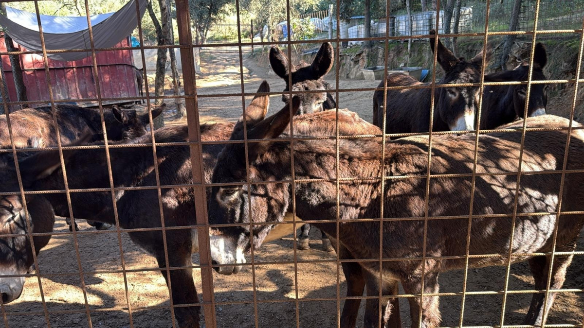 EuropaPress 7044393 burros inspeccionados proteccion civil lloret mar girona