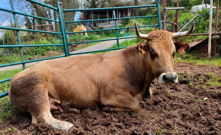 Una mujer jubilada muere pisoteada por una manada de vacas mientras paseaba a su perro