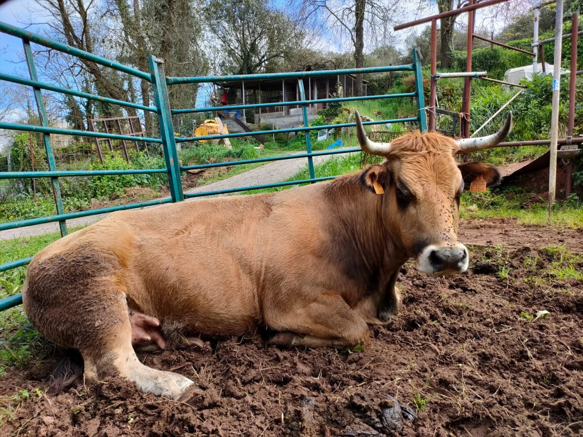 EuropaPress 6892476 vaca asturiana valles