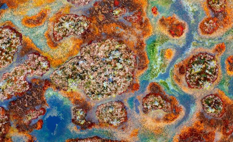 ¡Mira esas fotos! El valor de ver el mundo vivo : españoles triunfan en el Wildlife Photographer of the Year 2025