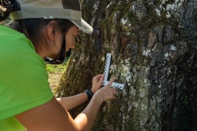 Catalunya pone a examen 300 árboles monumentales