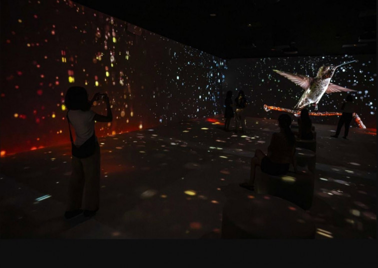 VIDEO: ‘Som Natura’, la experiencia inmersiva de CaixaForum con arte, ciencia y ecología hasta el 6 de abril