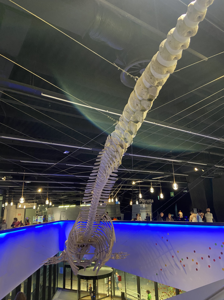 El Museo de Ciencias Naturales : una visita gratuita  a lo invaluable