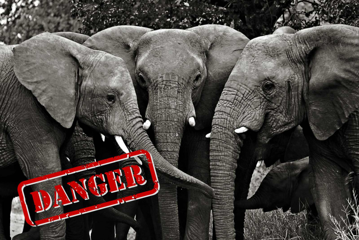 Elefantes, peligro