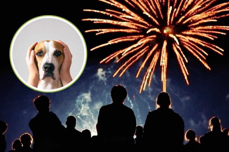 Un perro mata a un bebé de 9 meses tras asustarse por los fuegos artificiales