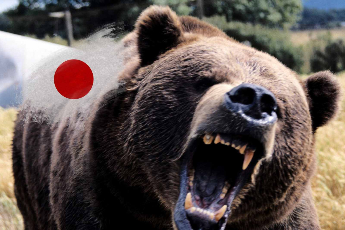 Oso, Japón   CANVA   Ablestock.com de Photo Images