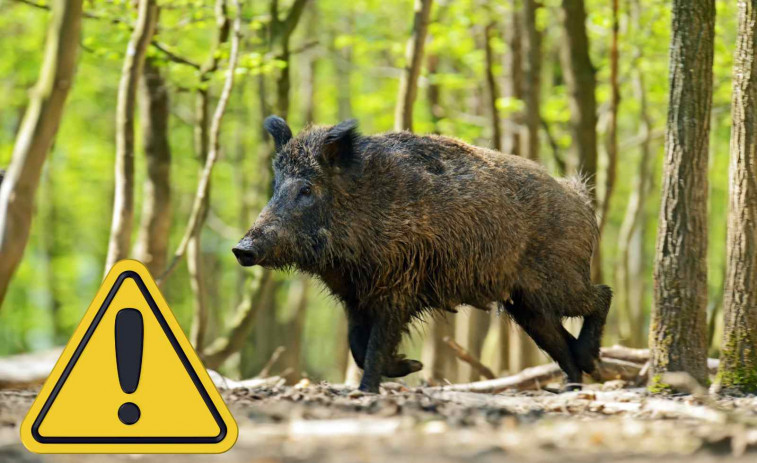 VÍDEO | Un jabalí lucha por su vida en el río Besòs después de la crecida por las fuertes lluvias