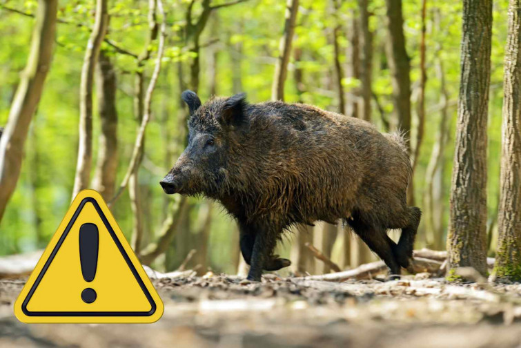 VÍDEO | Un jabalí lucha por su vida en el río Besòs después de la crecida por las fuertes lluvias