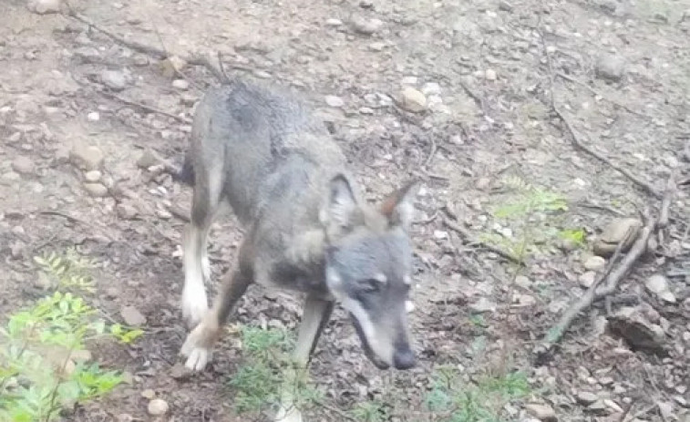 El lobo vuelve a Catalunya: por qué es una gran noticia