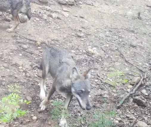 El lobo vuelve a Catalunya: por qué es una gran noticia