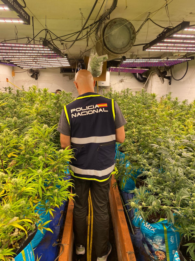 Desmantelan en Maçanet de la Selva un domicilio con 242 plantas de marihuana y detienen a la responsable