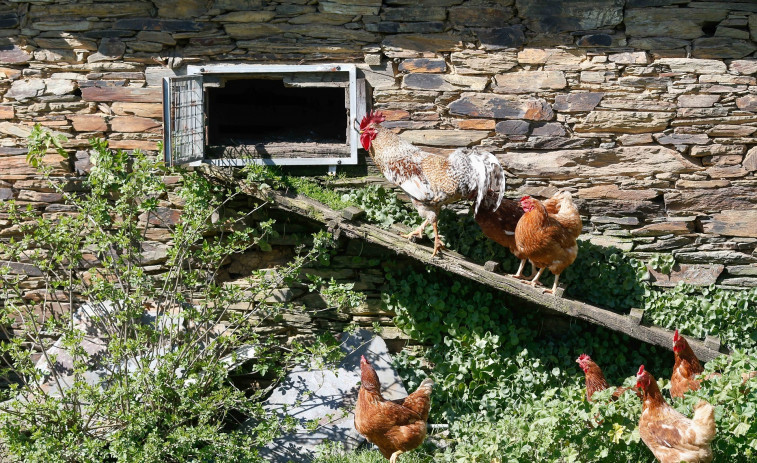 El Estado activa un plan de control para prevenir la gripe aviar en 1.199 municipios de España