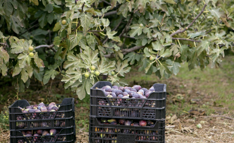 Mercadona compra 800 toneladas de higos en Catalunya, el doble que en 2024