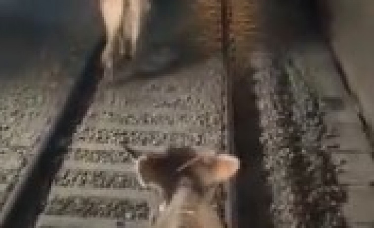 VIDEO | La curiosa incursión de vacas en el túnel de Rodalies que se hace viral