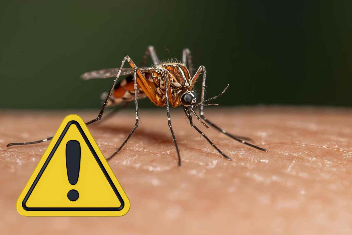 Alerta, mosquito   Umbreen de Umbreen Ibrahim Photography's Images