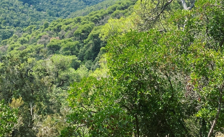 COP30 : Greenpeace demanda 4 acciones urgentes para salvar el clima y detener la destrucción de la Amazonía