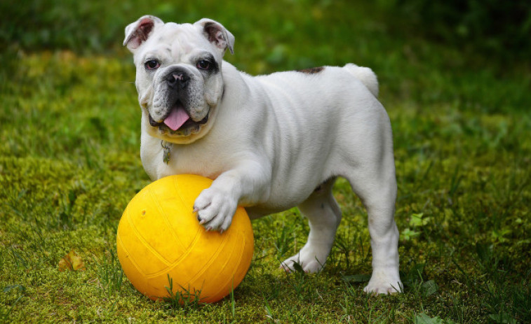 Un perro encuentra una botella de veneno que podría esclarecer un asesinato de hace 160 años