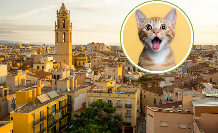 Reus en alerta: denuncian ataques y caos en las colonias de gatos callejeros