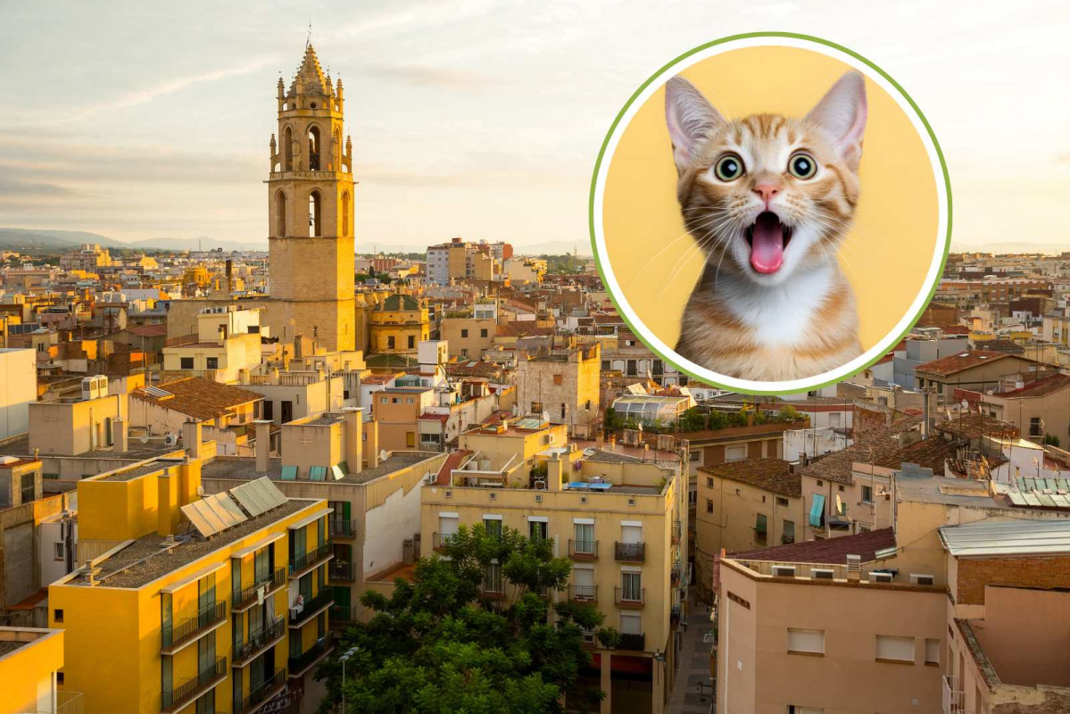 Gatos, Reus   CANVA   JackF de Getty Images