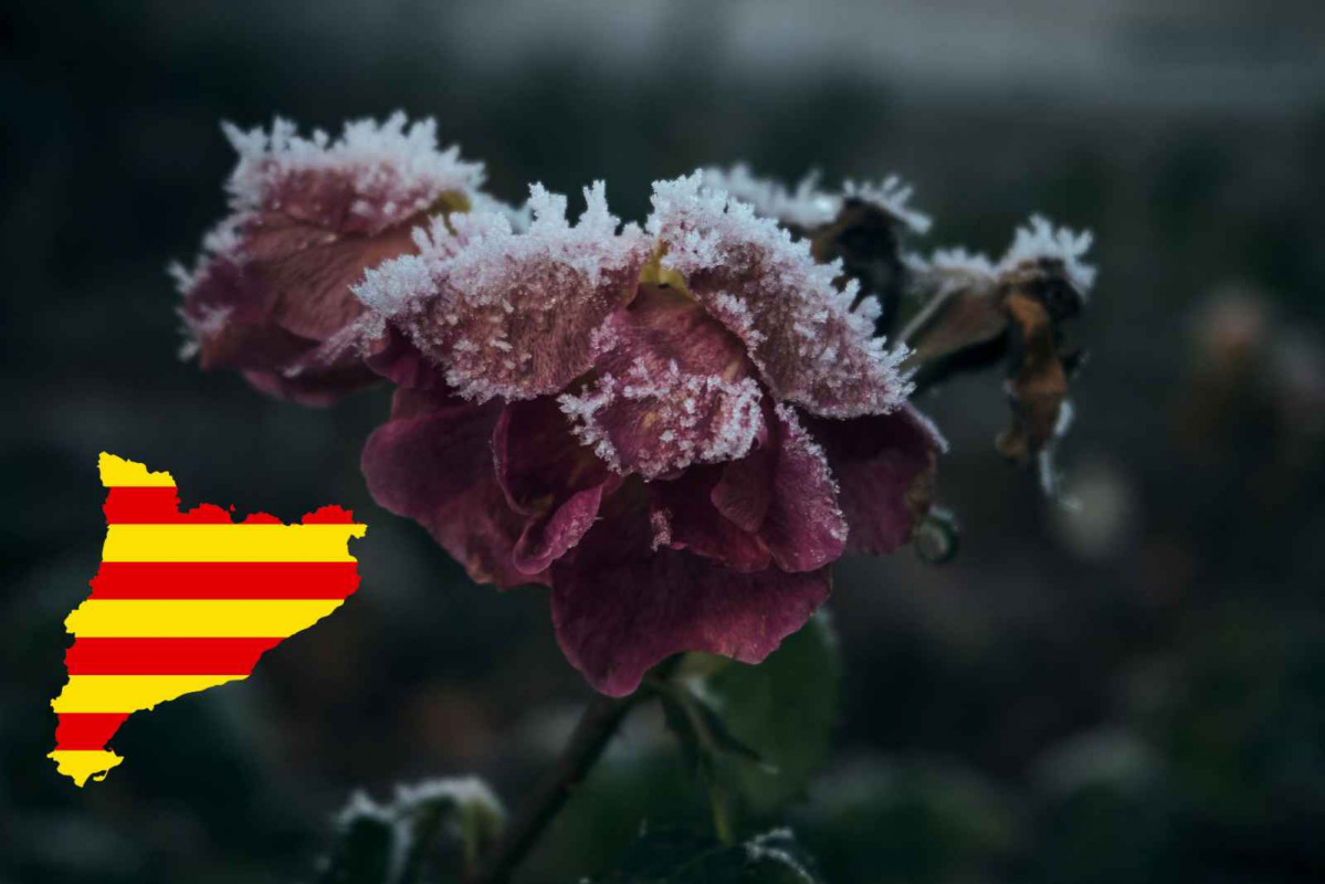 Helada negra, Catalunya   RECURSO   CANVA